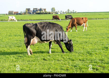 Paesi bassi,Zone Umide,Maarken,l'Europa, una vacca di pascolare su una lussureggiante campo verde Foto Stock