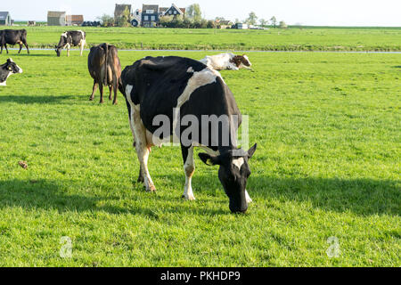 Paesi bassi,Zone Umide,Maarken,l'Europa, una vacca di pascolare su una lussureggiante campo verde Foto Stock