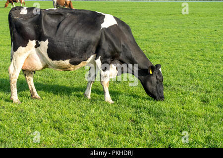 Paesi bassi,Zone Umide,Maarken,l'Europa, una mucca nera permanente sulla parte superiore di un'erba campo coperto Foto Stock