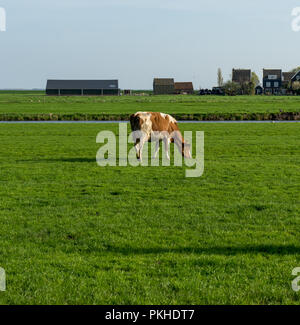 Paesi bassi,Zone Umide,Maarken,l'Europa, una vacca di pascolare su una lussureggiante campo verde Foto Stock