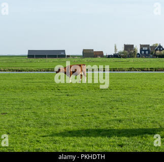 Paesi bassi,Zone Umide,Maarken,l'Europa, Cavallo al pascolo nel campo Foto Stock