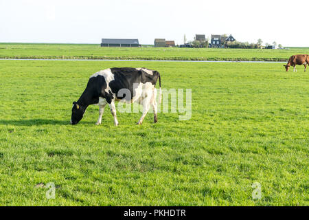 Paesi bassi,Zone Umide,Maarken,l'Europa, una vacca di pascolare su una lussureggiante campo verde Foto Stock