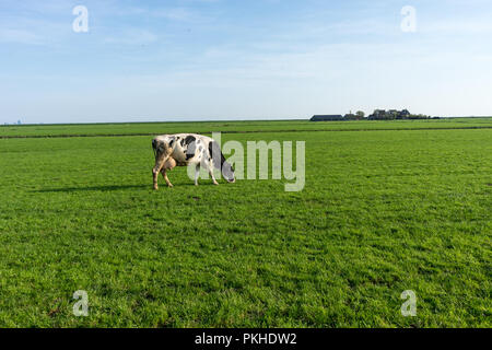 Paesi bassi,Zone Umide,Maarken,l'Europa, una vacca di pascolare su una lussureggiante campo verde Foto Stock