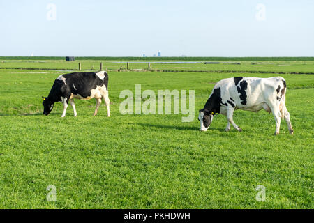 Paesi bassi,Zone Umide,Maarken,l'Europa, una vacca bianca permanente sulla cima di un verde lussureggiante campo Foto Stock