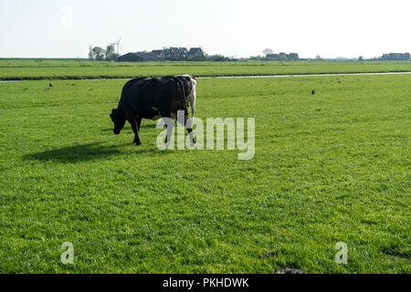 Paesi bassi,Zone Umide,Maarken,l'Europa, una vacca di pascolare su una lussureggiante campo verde Foto Stock