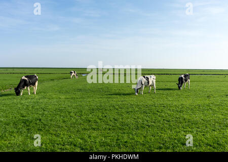 Paesi bassi,Zone Umide,Maarken,l'Europa, un allevamento di bestiame al pascolo su una lussureggiante campo verde Foto Stock