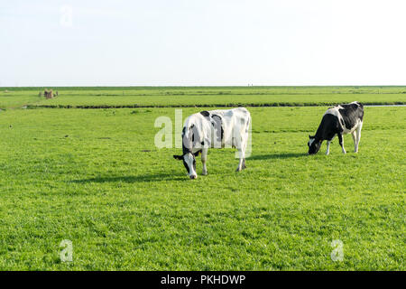 Paesi bassi,Zone Umide,Maarken,l'Europa, una vacca di pascolare su una lussureggiante campo verde Foto Stock