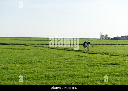 Paesi bassi,Zone Umide,Maarken,l'Europa, una vacca di pascolare su una lussureggiante campo verde Foto Stock