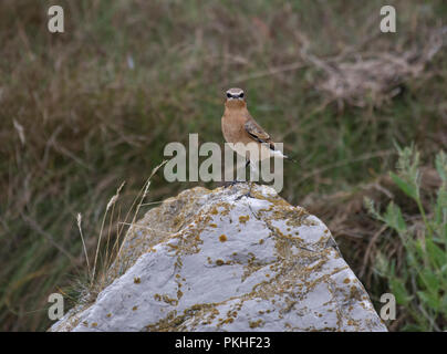 Culbianco Oenanthe oenanthe, maschio, sorgeva sul lichen coperto rock sulla costa del Northumberland, Regno Unito Foto Stock