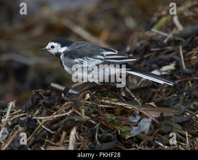 Pied Wagtail, Motacilla alba, rovistando in detriti sulla spiaggia, Morecambe Bay, Lancashire, Regno Unito Foto Stock