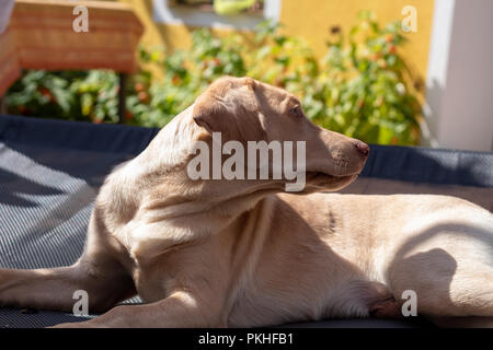 Giovane cane è di sole nel sun Foto Stock