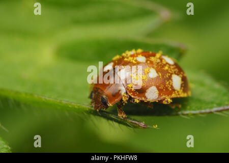 Crema Coccinella Spot (Calvia quattuordecimguttata) seduto su buttercup foglia e coperto di polline. Tipperary, Irlanda Foto Stock