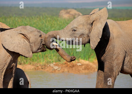 Due giovani l'elefante africano (Loxodonta africana) svolgono combattimenti, Addo Elephant National Park, Sud Africa Foto Stock