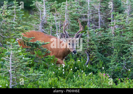 Due punti di buck con corna di velluto nella foresta a Mt. Rainier National Park Foto Stock