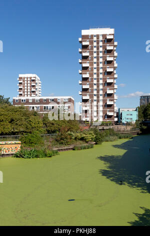 Lenti d'acqua e alghe sul Regents Canal vicino bacino Limehouse, con Anglia Casa e Casa Darnley in background, London, Regno Unito Foto Stock