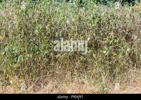 Comune denso di ortiche urticante sfondo vicino, vista frontale Foto Stock