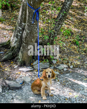 Red cane al guinzaglio legato al tronco di un albero. Foto Stock