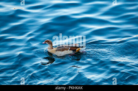 Close up di oca egiziana a nuotare in acqua scintillante con increspature e riflessi di luce, Fiume Nilo, Aswan, Egitto, Africa Foto Stock