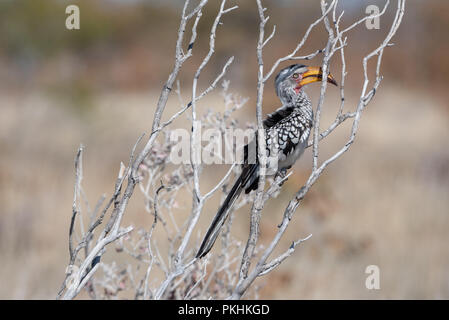 Giallo fatturati hornbill seduta in argento rami di albero morto con uno sfondo morbido, il Parco Nazionale di Etosha, Namibia Foto Stock