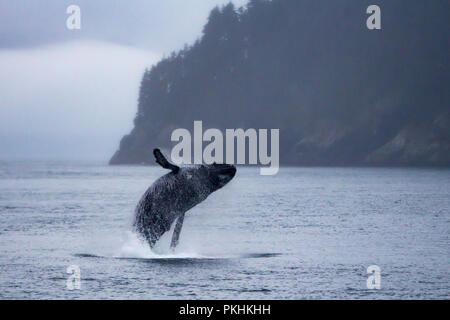 Un Humpback Whale violazioni in alto l'aria in suono Croce vicino al Inian isole a sud-est di Alaska, STATI UNITI D'AMERICA Foto Stock