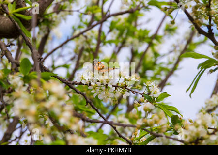 Butterfly arroccato sui rami della fioritura prugna Foto Stock