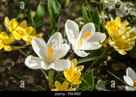 La molla è venuto, anemoni e crochi in piena fioritura con colore giallo brillante e di colore bianco Foto Stock