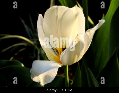 Un tulipano bianco in giardino con luce del sole dorato. Tepals sono bianco e lo sfondo scuro. Sorprendente regalo per la mia ragazza. Estate Foto Stock