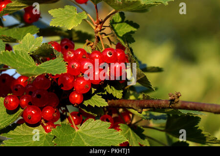 Un piccolo bacche di ribes rosso, Ribes rubrum, appeso sul ramo con foglie verdi. Foto Stock