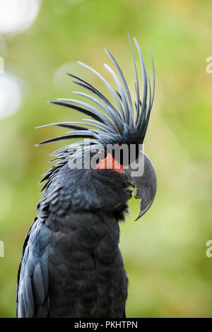 Palm - Cacatua Probosciger aterrimus, grande nero unico pappagallo cacatua da indonesiani e Australian foreste e boschi. Foto Stock