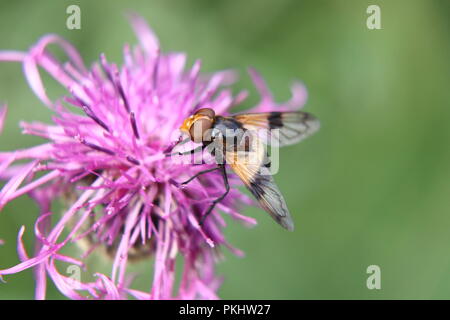 Un Volucella pellucens impollinatori trifoglio rosso sulla Slovacchia praterie Foto Stock