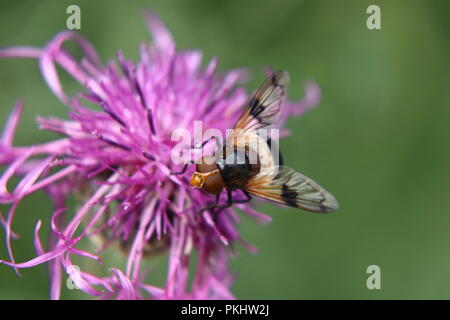 Un Volucella pellucens seduti e in piedi sul trifoglio rosso cercando di trovare qualche dolce. Foto Stock