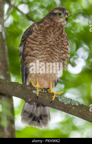 Lo Sparrowhawk eurasiatico (o settentrionale) (Accipiter nisus), il Parco di Råsta a Solna. Svezia. Foto Stock