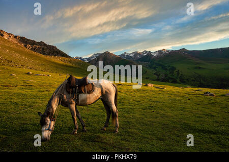 Horse sfiora al golden ora con Terskey Ala-Too Mountain Range in background, Loop Keskenkyia trek, Jyrgalan, Kirghizistan Foto Stock