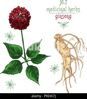 Realistico colore botanico schizzo di radice di ginseng, fiori e frutti di bosco isolato su bianco. floreali raccolta di erbe. La medicina cinese tradizionale impianto. Illustrazione Vettoriale