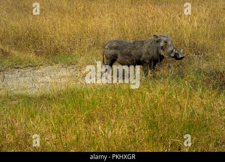 Warthog in una pianura erbosa, Cratere di Ngorongoro, Tanzania, Africa Foto Stock