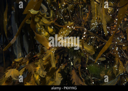Alghe brune Wrack dentato o seghettata Wrack (Fucus serratus), vista subacquea, Mare di Norvegia, nel nord della regione atlantica, Averoy, Norvegia Foto Stock
