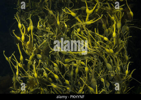 Alga bruna Rockweed o uovo Wrack (underawter view). Mare di Norvegia, nel nord della regione atlantica, Averoy, Norvegia Foto Stock