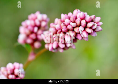 Redshank o Persicaria (Polvcronum persicaria), in prossimità di una fioritura stelo con bassa profondità di campo. Foto Stock