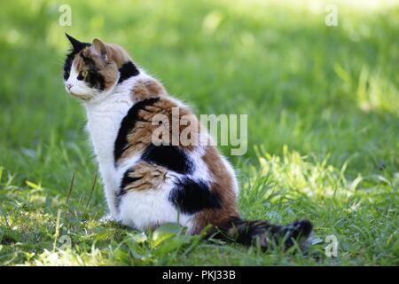 Tricolore cat seduto su un prato soleggiato Foto Stock