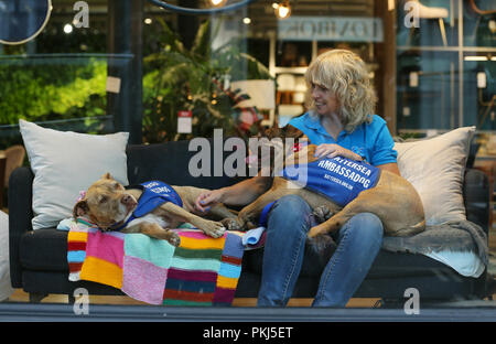 Battersea cani da salvataggio sentirsi a casa nelle finestre di Tottenham Court Road il flagship store di provenienza. L'animale la carità è il lavoro con i rivenditori di mobili per mostrare che i suoi cani sono pronti per essere amato. Foto Stock