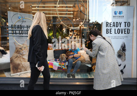 Battersea cani da salvataggio sentirsi a casa nelle finestre di Tottenham Court Road il flagship store di provenienza. L'animale la carità è il lavoro con i rivenditori di mobili per mostrare che i suoi cani sono pronti per essere amato. Foto Stock