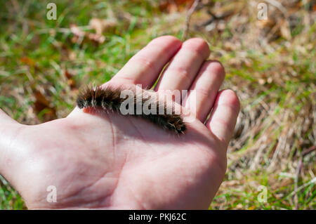 Caterpillar peloso a portata di mano Foto Stock