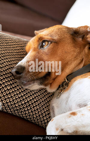 Mix sognante terrier cane femmina Foto Stock