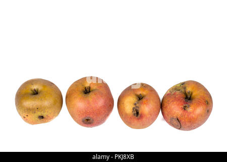 Quattro Apple Worm verme Larva Eating Apple danneggiato su sfondo bianco Foto Stock