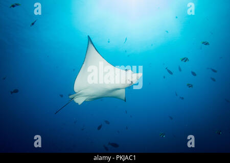 Un adulto eagle ray - Aetobatus ocellatus - nuota attraverso chiare acque blu sotto il sole. Prese nel Parco Nazionale di Komodo, Indonesia. Foto Stock