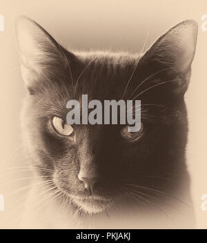 Ritratto di un bel gatto nero di guardare direttamente il fatto della telecamera in bianco e nero e seppia vintage con vignette Foto Stock