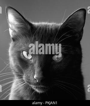 Ritratto di un bel gatto nero di guardare direttamente la telecamera realizzato a raggi infrarossi e convertito argento bianco e nero monocromatico Foto Stock
