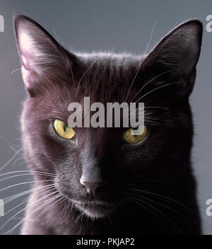 Ritratto di un bel gatto nero di guardare direttamente la fotocamera fatto con infrarossi e regolati a normali colori vividi Foto Stock
