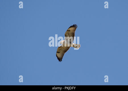 Comune poiana (Buteo buteo) in volo contro un cielo blu Foto Stock