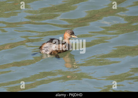 Tuffetto, noto anche come dabchick (Tachybaptus ruficollis) nuoto e la caccia nel fiume Foto Stock